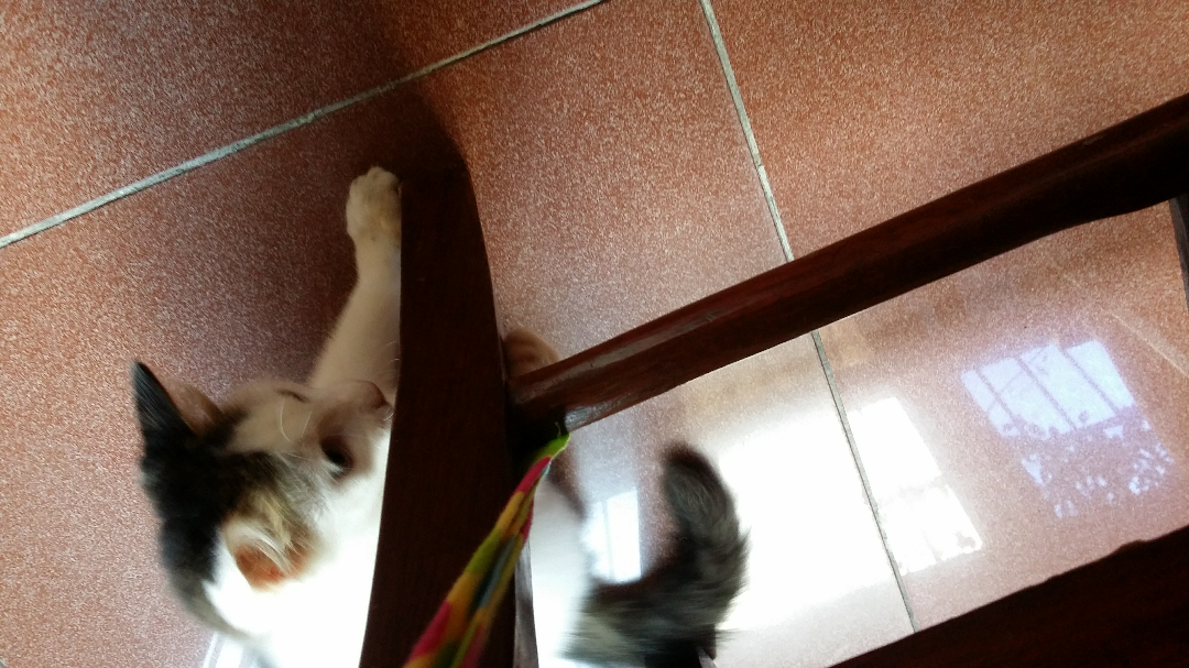 养猫以后你后悔过吗? - 阿蛋的回答 - 知乎