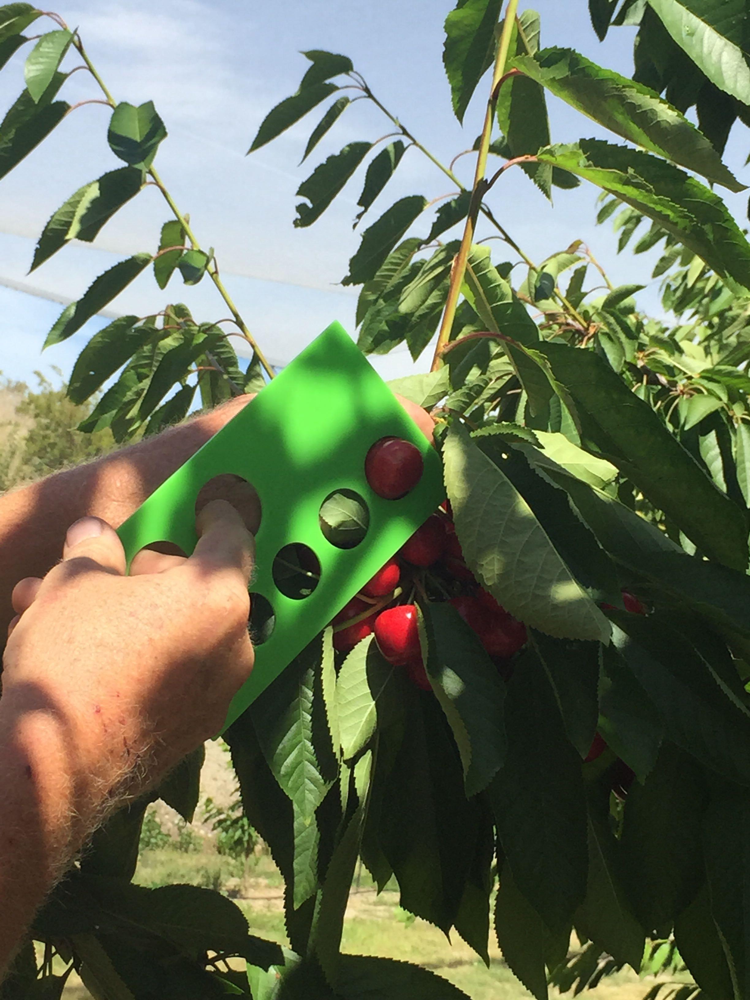 哪里产的樱桃好吃? - 匿名用户的回答 - 知乎