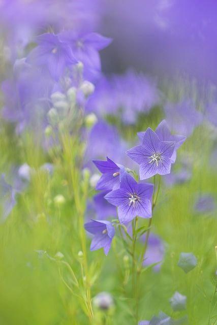 牵牛花和夕颜的区别?