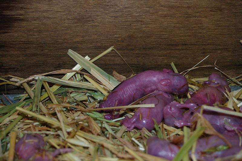 no.001恐兔——在癫狂中走向毁灭的怪物