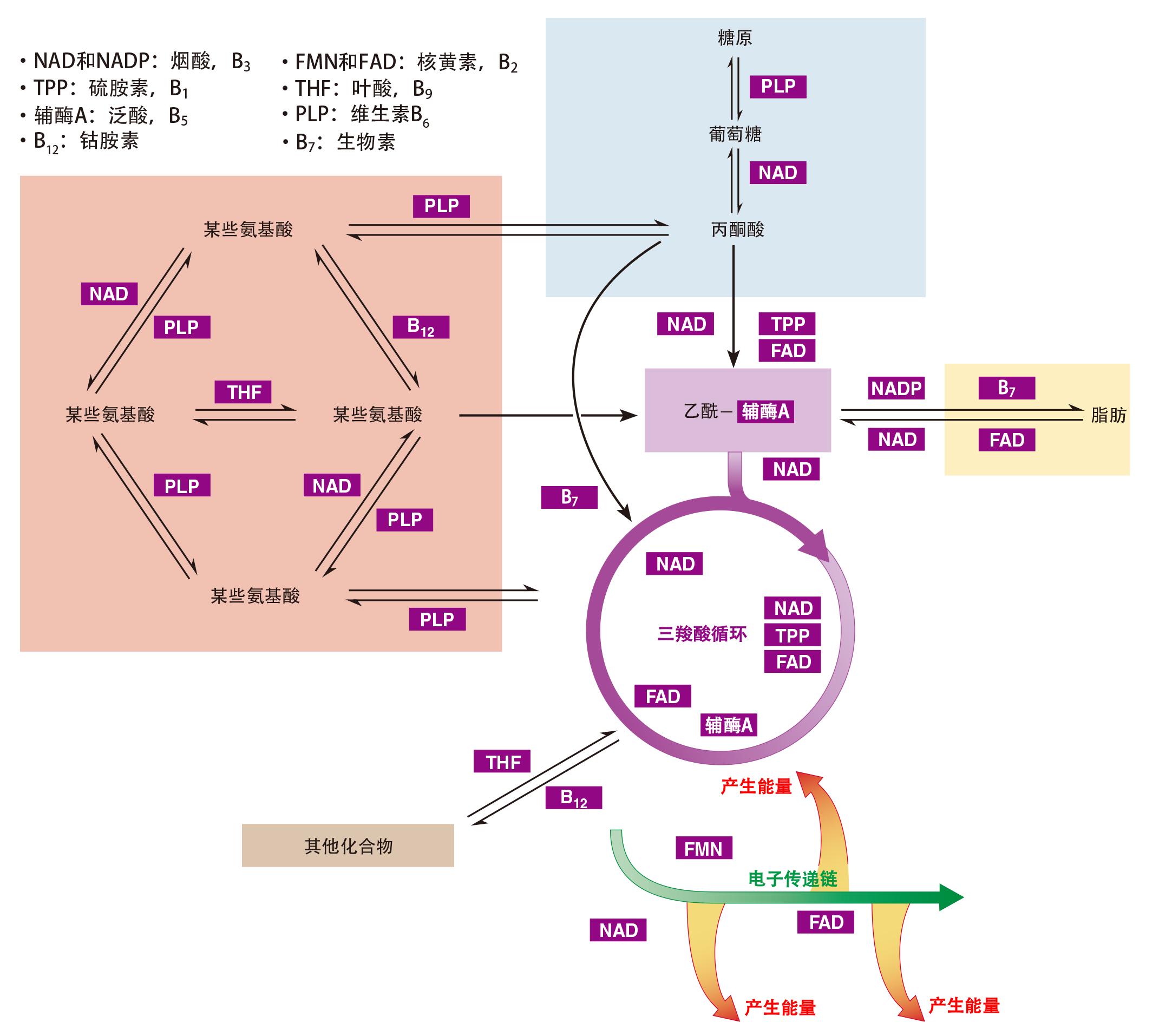 B族维生素,吃肉就好 - 知乎