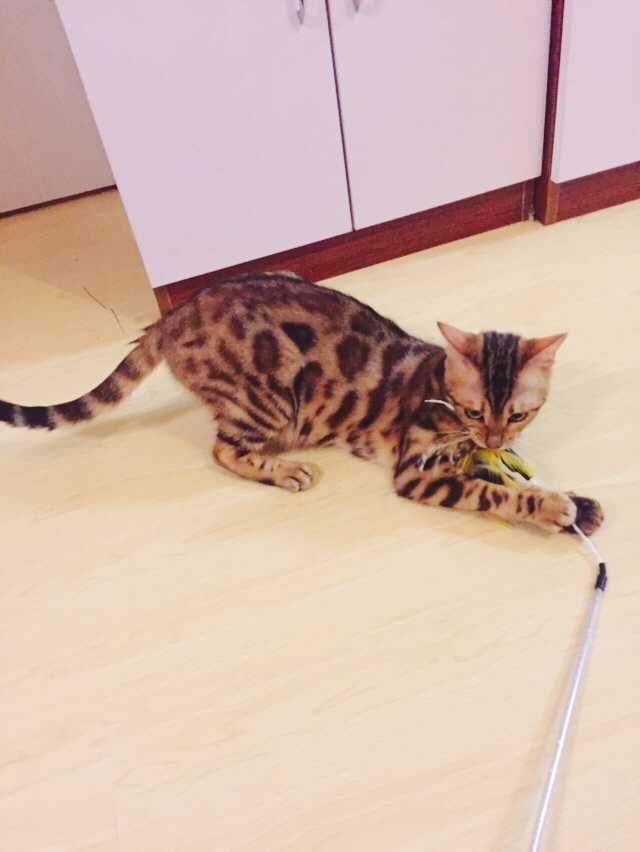 小猫一般多大的时候会发情?以及公猫母猫该如