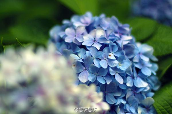 节气手帖 夏至 紫阳花 知乎