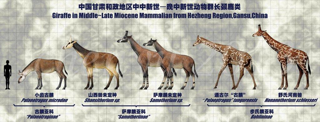 Giraffe Evolution Chart