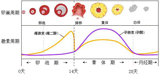 排卵期分泌物多是为什么? - 知乎