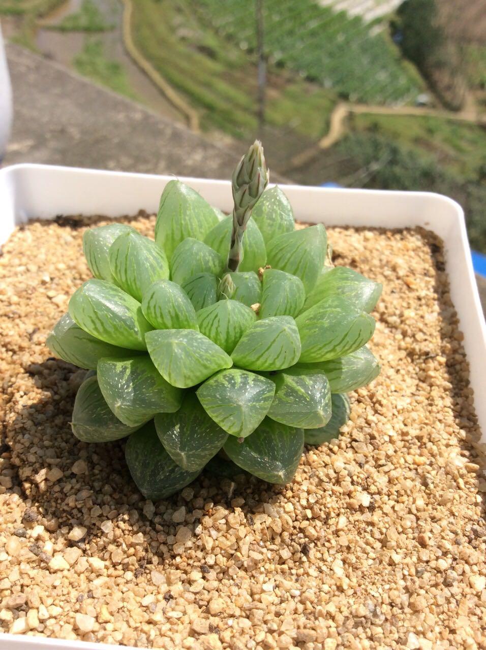 多肉要怎么叶插? - 多肉植物 - 知乎