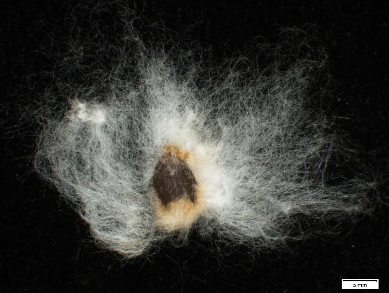 棉花(gossypium sp.