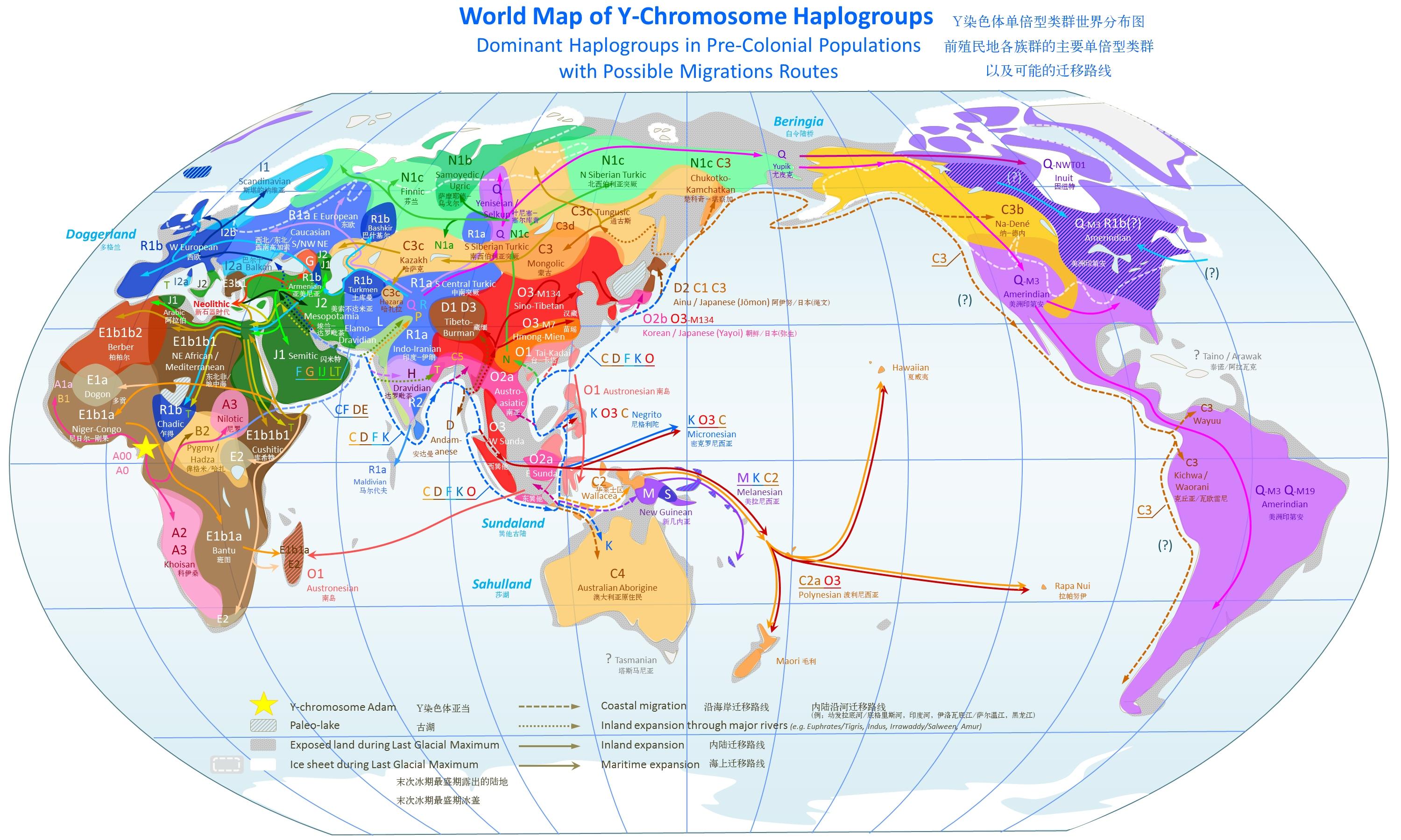 y染色体单倍型类群世界分布图