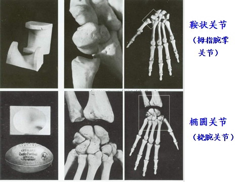 单轴关节:屈戌(滑车)关节,车轴关节 双轴关节:椭圆关节,鞍状关节 多