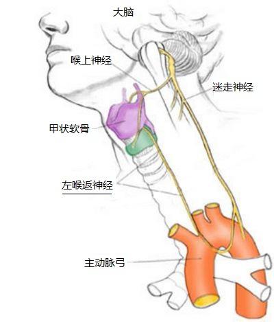 人类残留的不科学的喉返神经