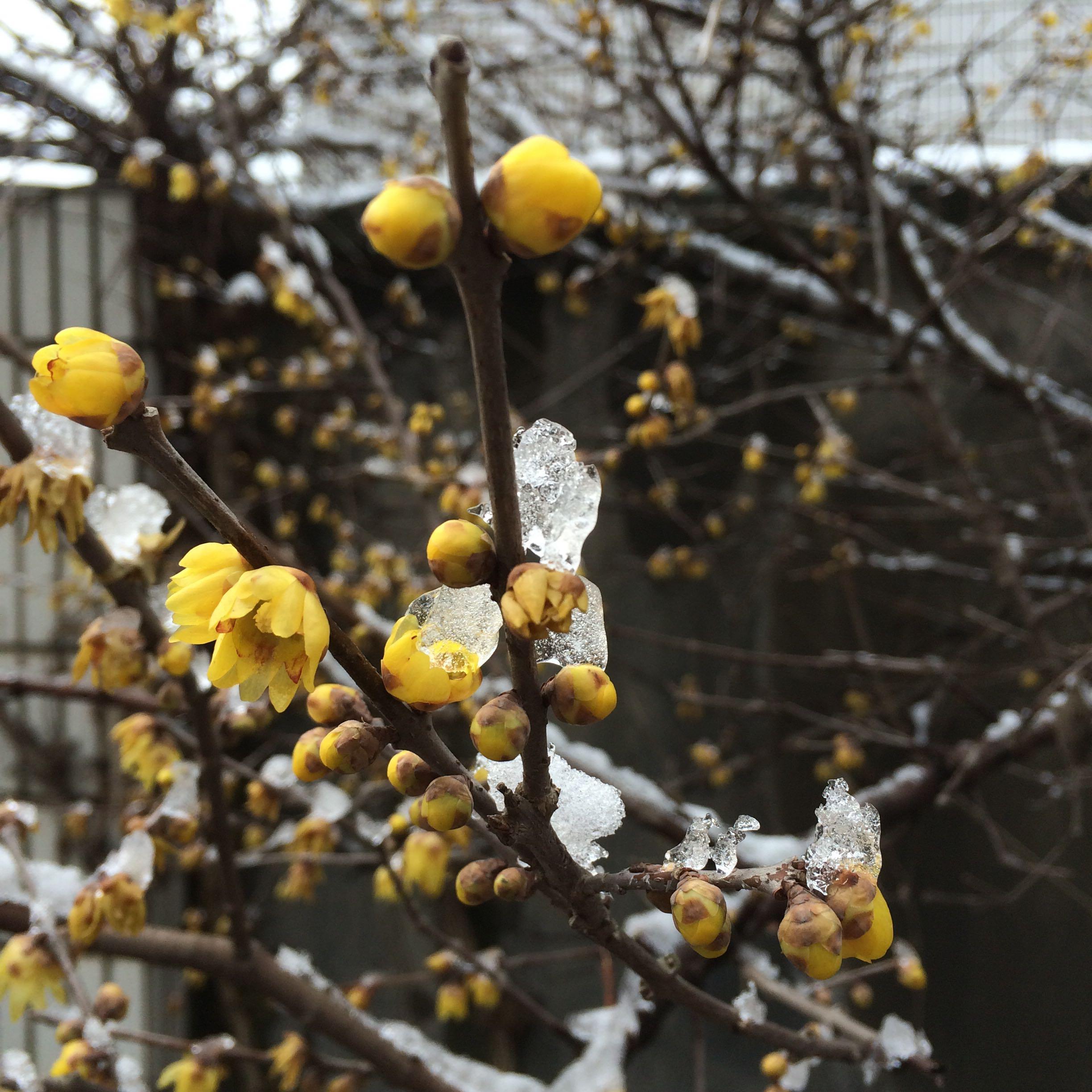 有得了强直性脊柱炎还活的好好的的病友吗,能