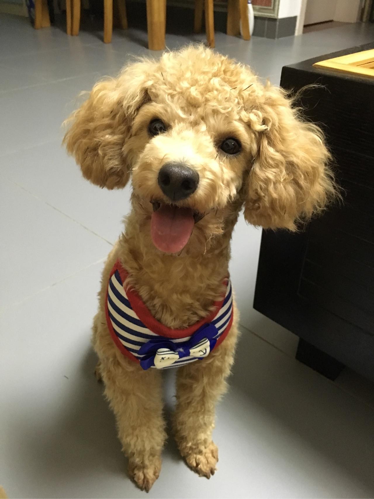 40天的小体泰迪,才9两,应该怎么喂?为多少?还