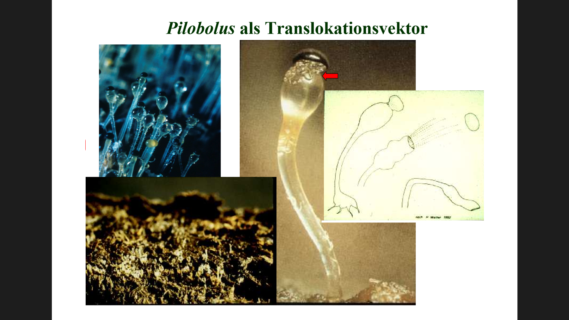 这种叫pilobolus的微小真菌,是牛羊肺线虫(dictyocaulus)的传播载体