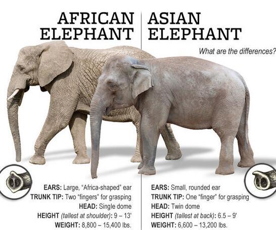 亚洲象与非洲象有什么区别 - 知乎