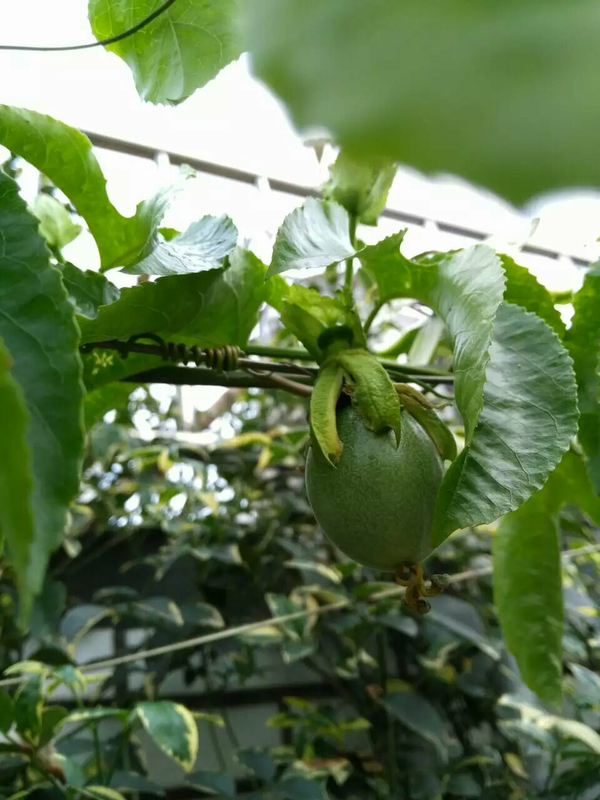 哈哈,百香果真的好贱,很好养.前几天冒出一百个花苞,开花后是这样的.