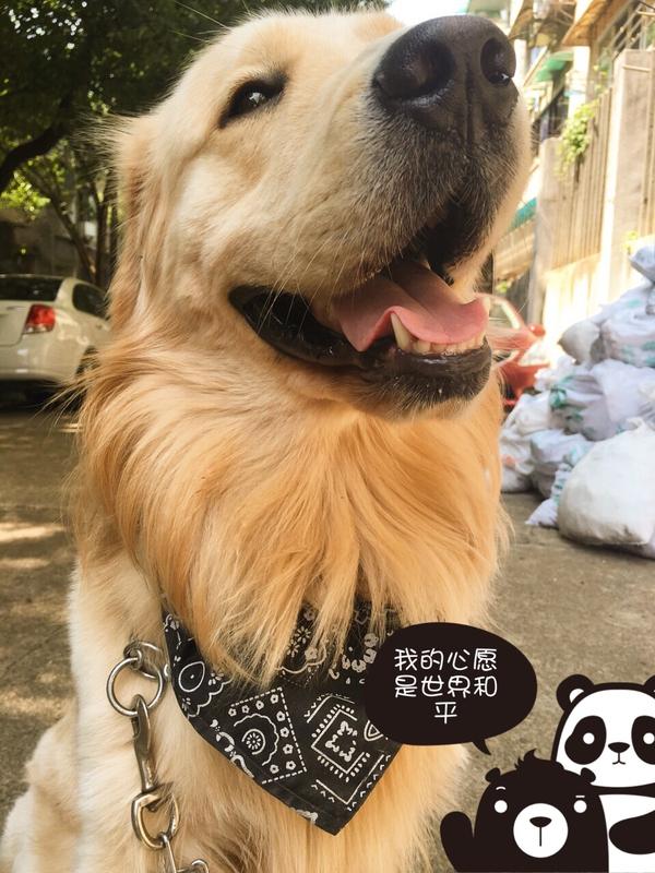 狗是人类的朋友,狗肉不能吃,那为什么能吃猪,牛,羊,难道猪牛羊不是