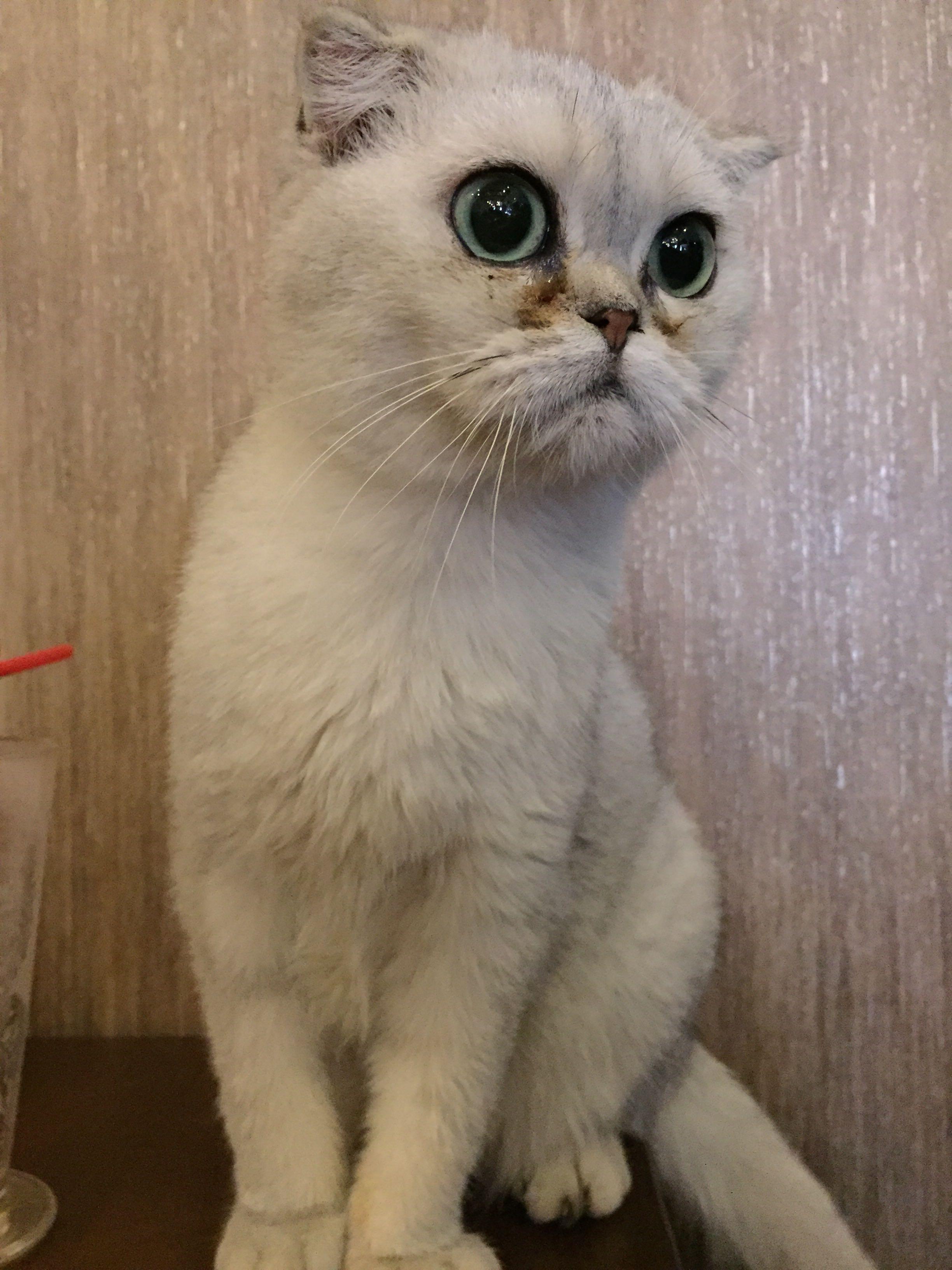 养猫以后你后悔过吗? - 阿蛋的回答 - 知乎