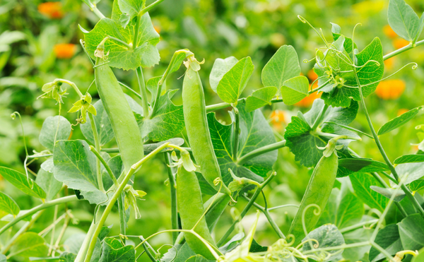 最佳食品 豌豆 豌豆尖 豌豆荚 知乎