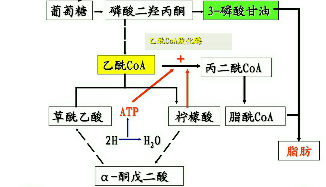 从生化的角度来解释,吃糖为什么会长胖?常吃糖