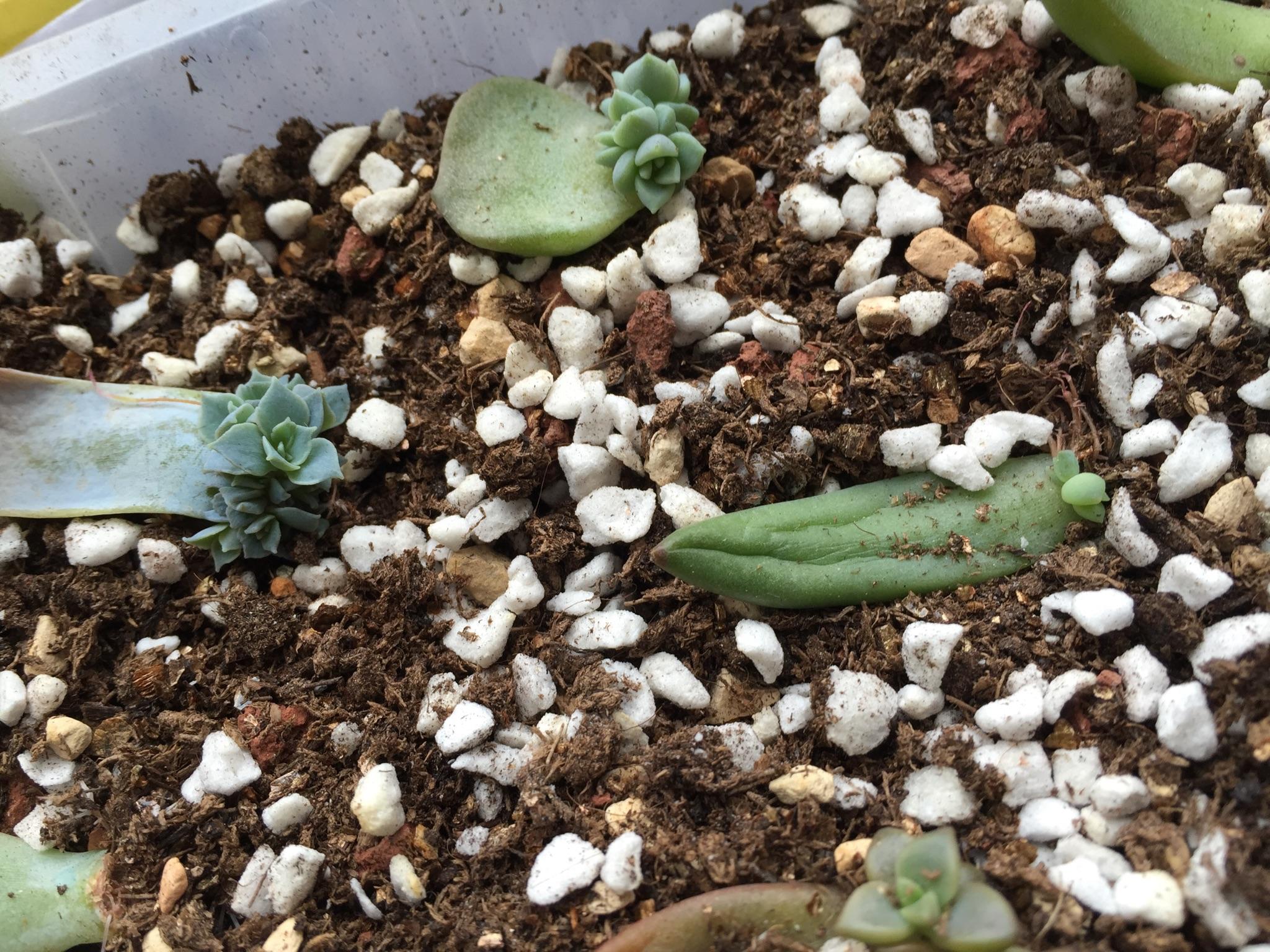 多肉叶插生根粉批发 b7c16ee639d6046cb6341a28fa5e2094_r.jpg