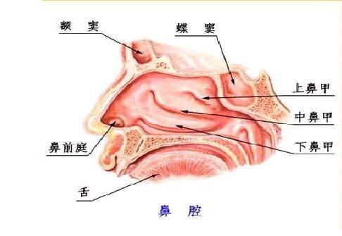 状：过分的鼻甲切除性手术可导致继发性鼻腔黏膜萎缩及一系列伴发症状。