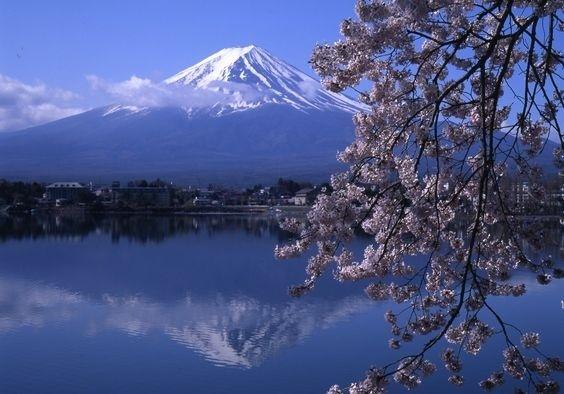 好想去看日本的樱花,有人见过吗?哪里的最漂亮