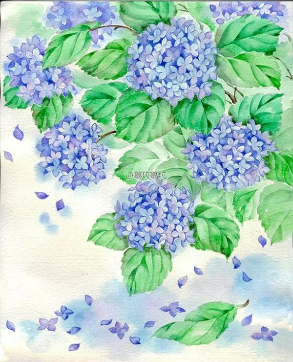 节气手帖 夏至 紫阳花 知乎