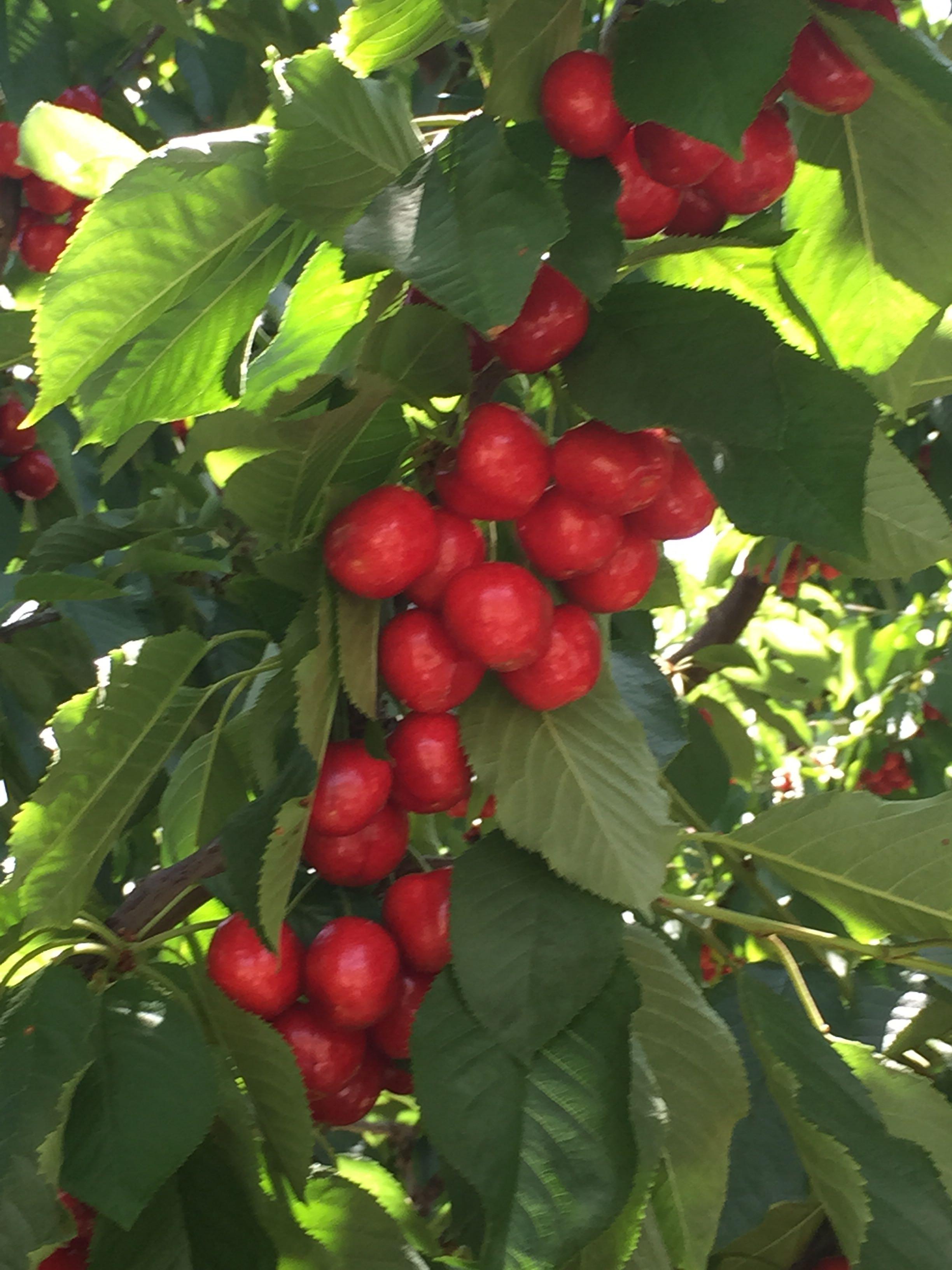 哪里产的樱桃好吃? - 匿名用户的回答