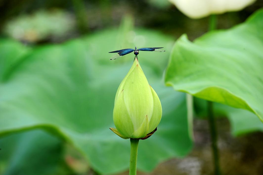 「小荷才露尖尖角,早有蜻蜓立上头」这里的"荷"是指荷叶还是荷花?