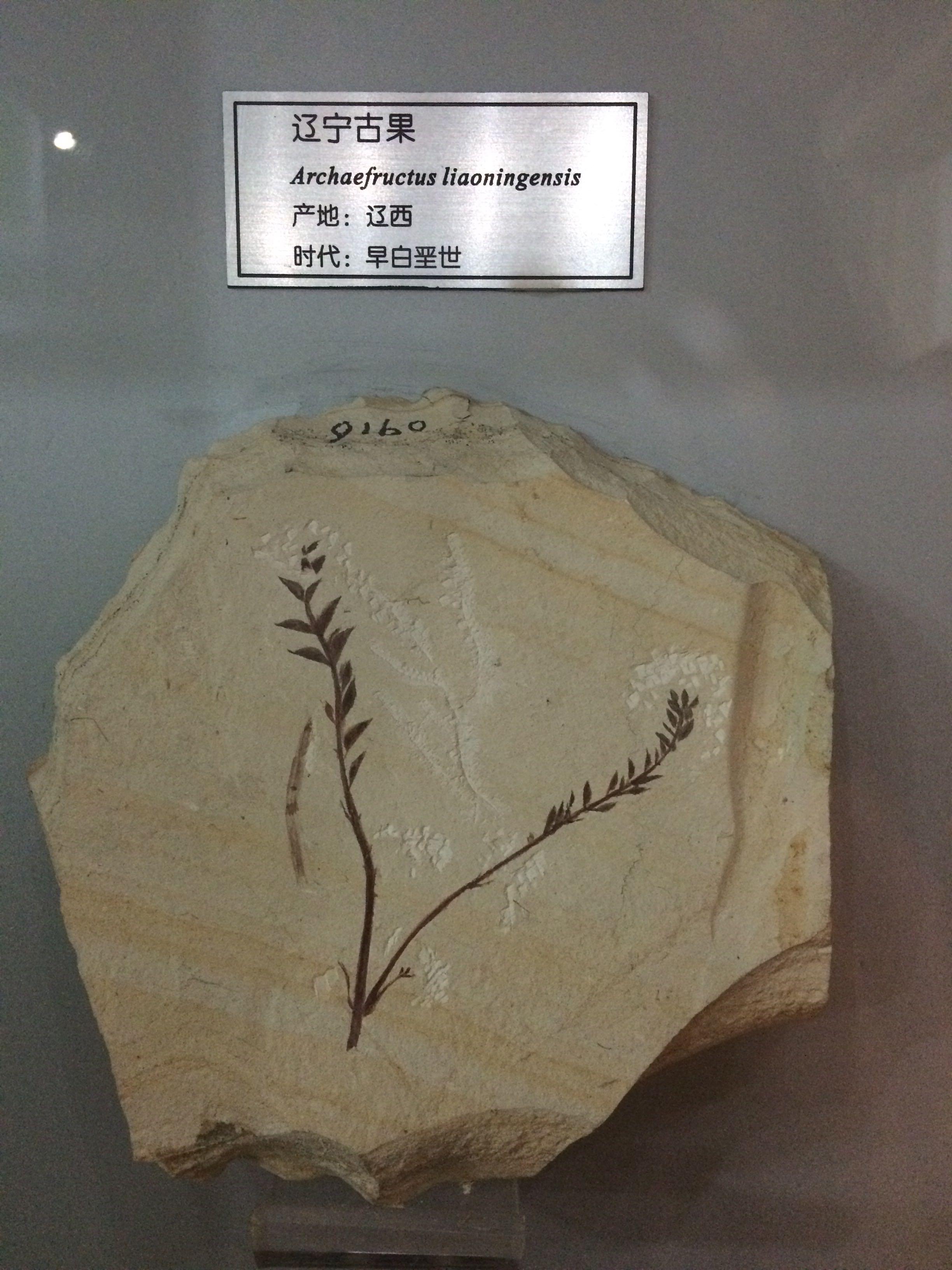中华古果化石图片