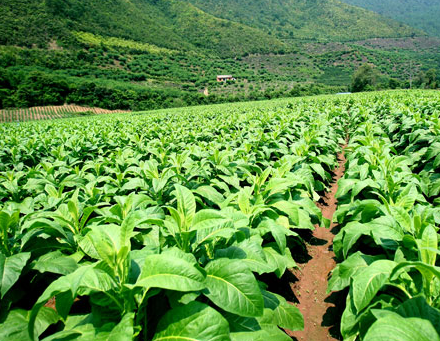 中国为什么不采取大幅度提高烟草税的方法增加