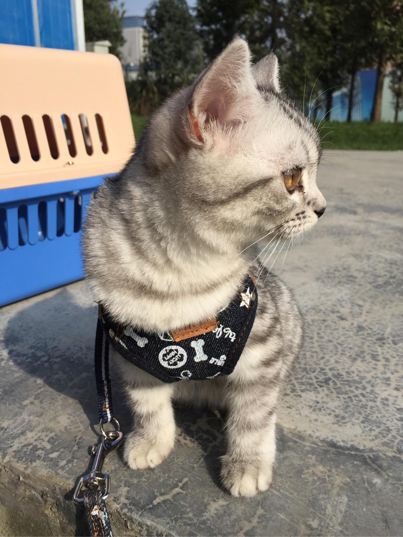 为什么有人遛狗,却没看到有人溜猫。换句话说