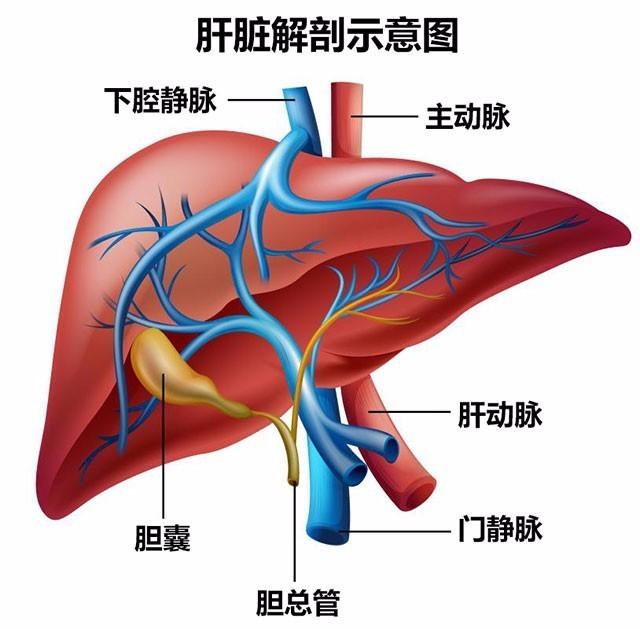 肝脏也有三重门,第二肝门是肝脏血液流出道——肝静脉(通常有左中右