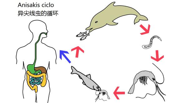 生鱼片里有寄生虫吗 吃的时候我们该怎么避免健康风险 知乎