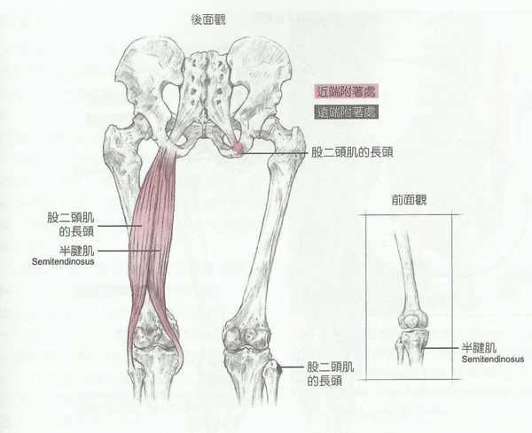 番外章大白話運動解剖學終結篇腿部肌肉下篇