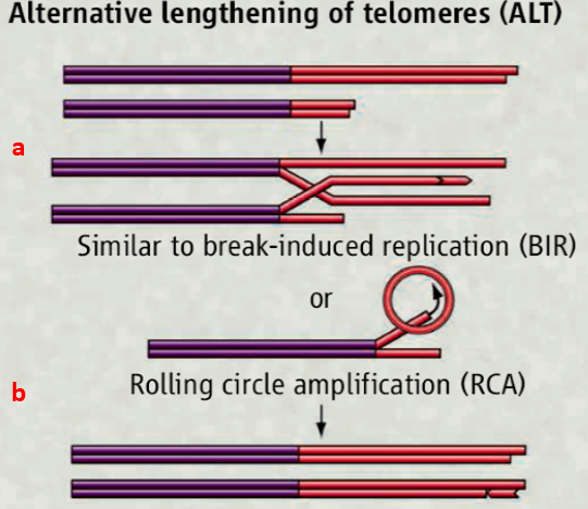 为何正常细胞中的端粒会在复制过程中不断损耗，而癌细胞中的却不会？ - 知乎