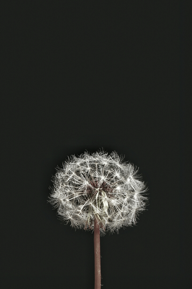 单反和手机拍照到底有什么区别? - 水千户的回