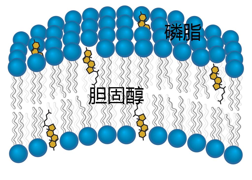 吃什么降胆固醇血脂最快 c80674ab5b6d9d00d551e6ae76792ede_r.jpg