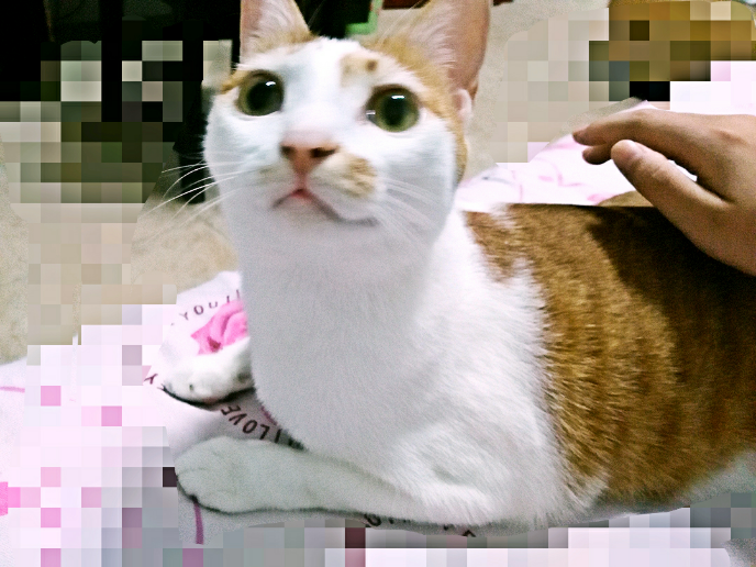 给猫吃什么好?猫粮?进口?国产?猫饭? - 匿名用