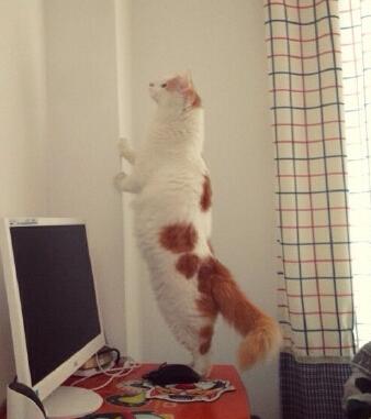 中华田园猫腿长多少是标准的? - 知乎用户的回