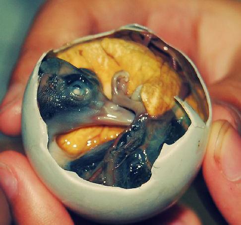 跟着这个暴走的鸡蛋,来一场全球巡回展吧! - 乐