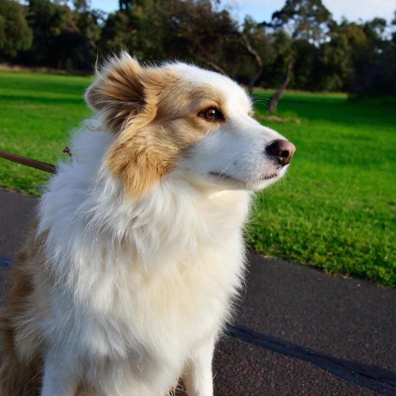 边牧智商高的表现?心眼多的表现? - Elyven 的回