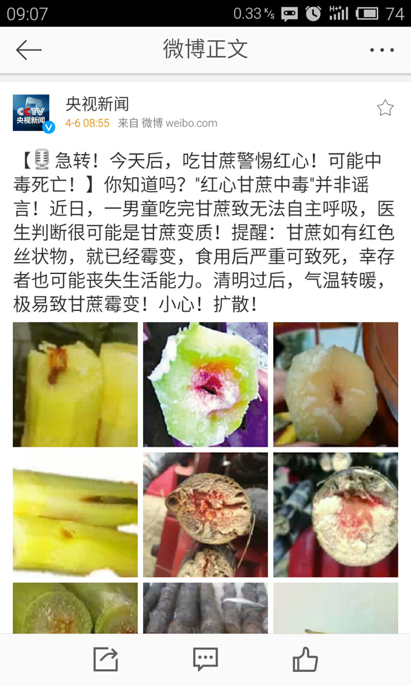 红心甘蔗中毒图片