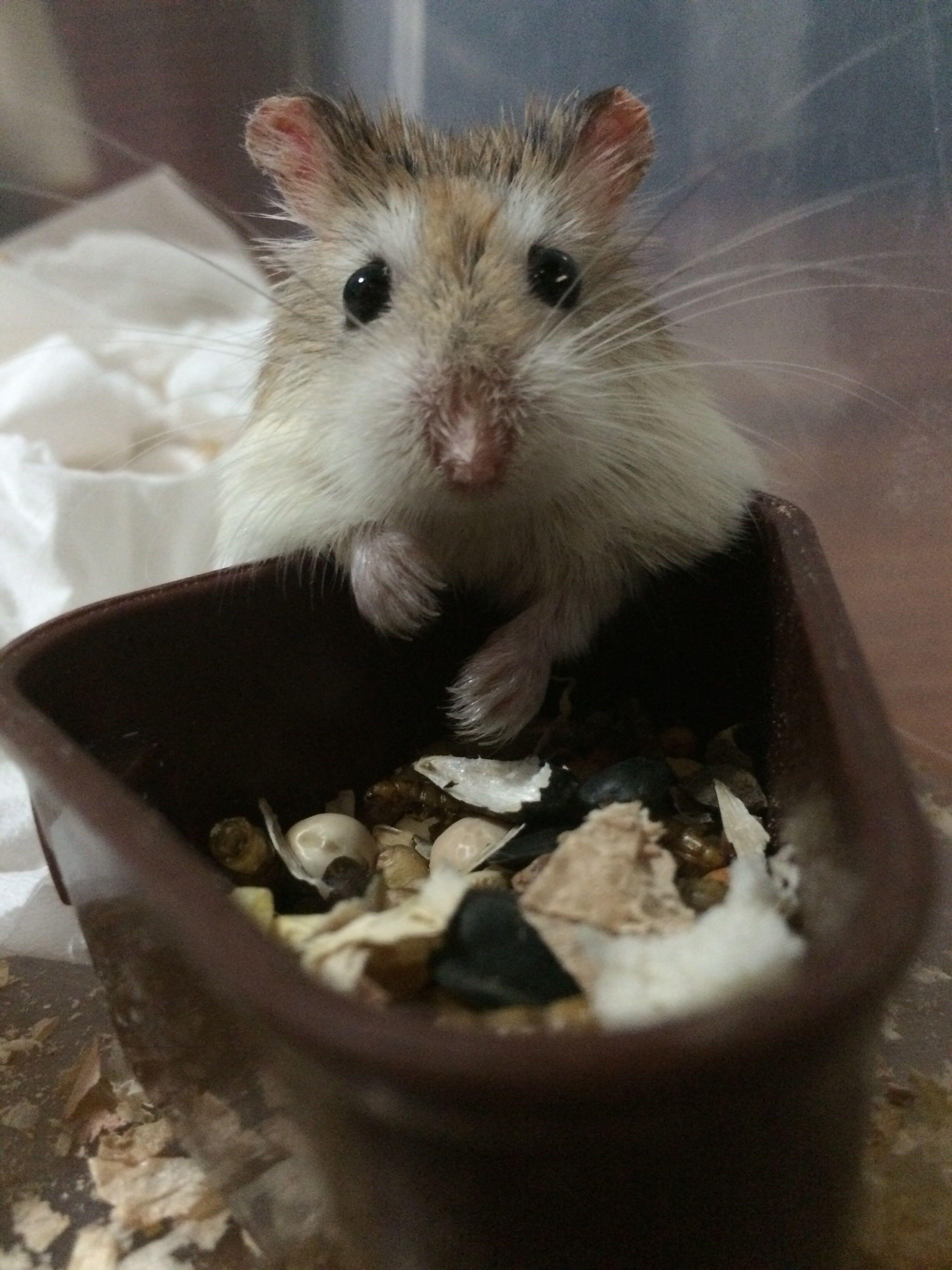 仓鼠怎么变了样子?