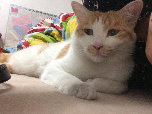 喵星人受喜爱的地位是如何上升至现在这种情况的?