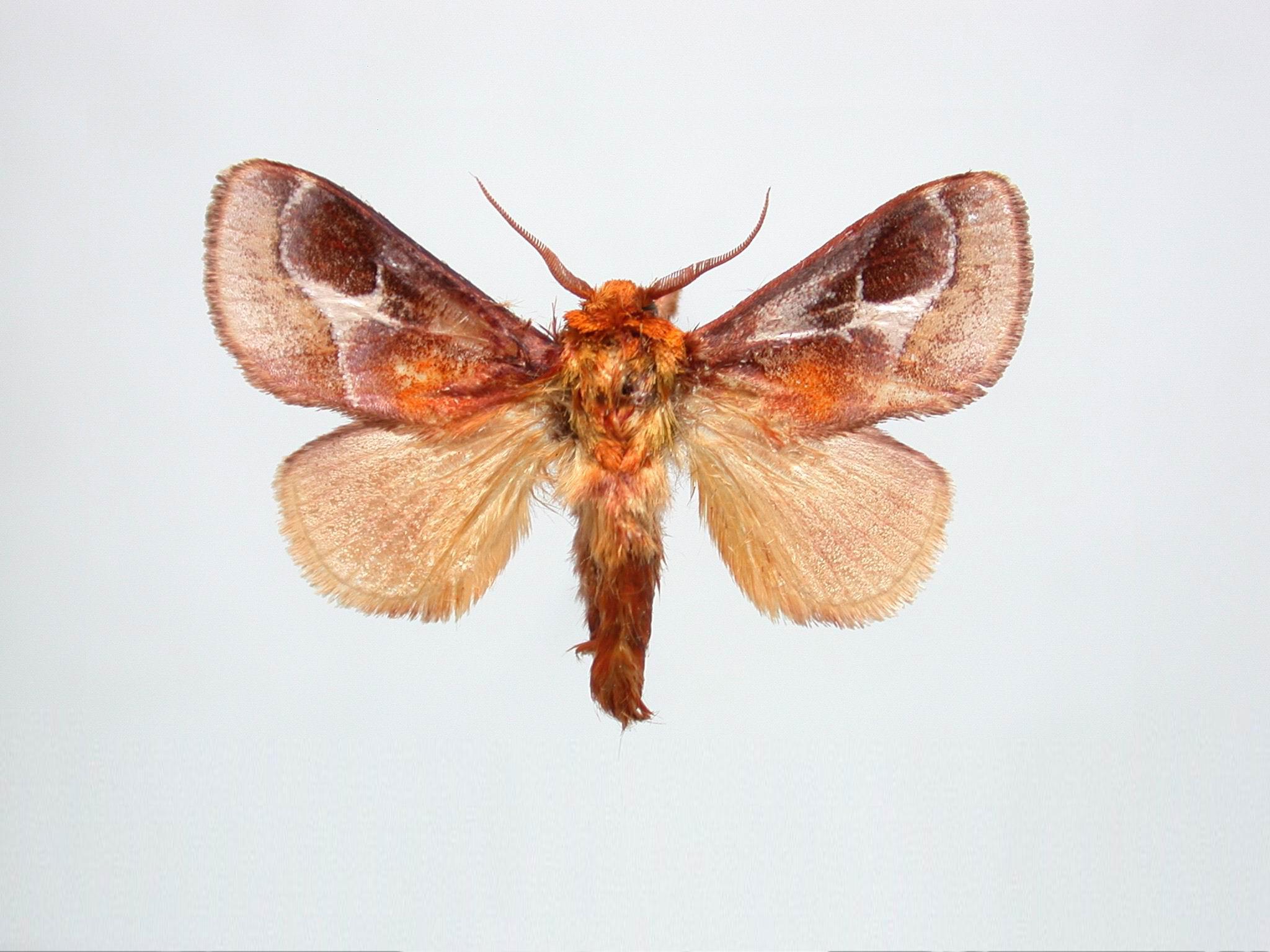 这是个什么虫子，尾巴是毛的，可以张开，还可以收起来，背上有条红色，翅膀是透明的，肚子是黑色和白色的_百度知道