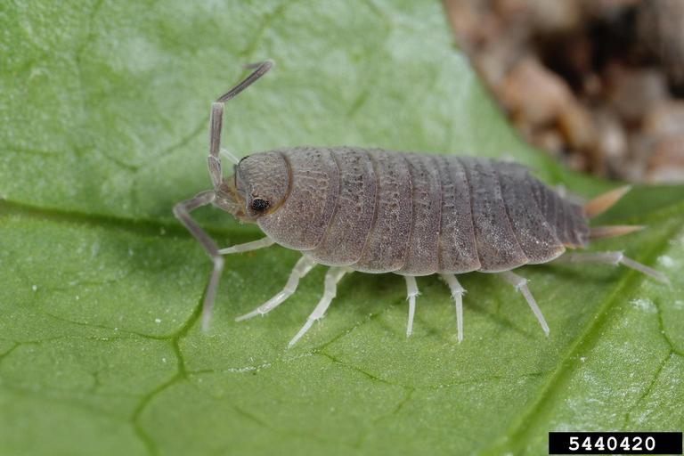 生活中有哪些常见却不被普遍了解的动物、植物、昆虫？ - 知乎