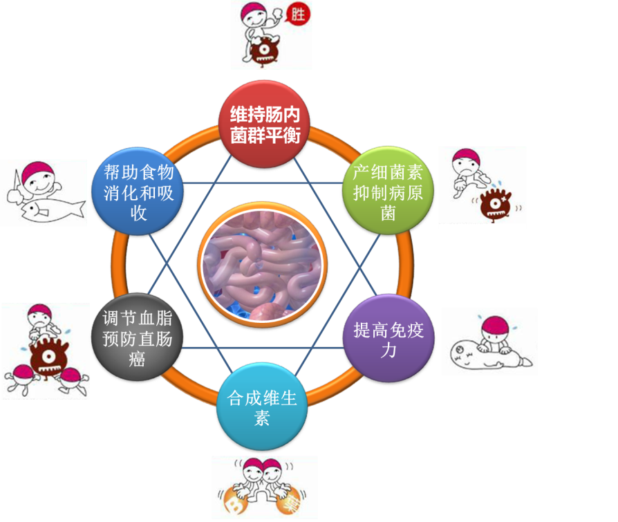 乳酸菌的那些事,爱喝酸奶的你知道吗?