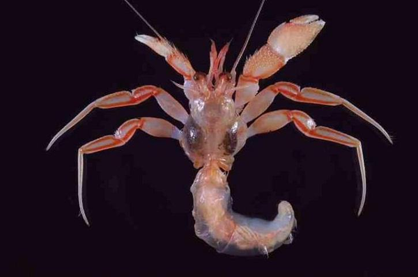 如何区分大闸蟹 毛蟹 青蟹 梭子蟹 河蟹 红蟳 螃蜞 帝王蟹 松叶蟹等蟹类物种 有路网问答