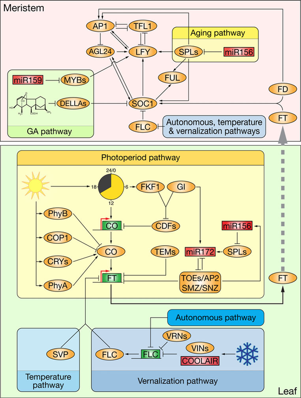 植物一年开几次花,取决于这些因素